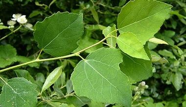 Aspen to treat chronic prostatitis