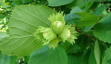 hazelnut to treat chronic prostatitis