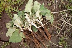 Burdock root has a beneficial effect on the prostate